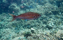 IMG_0889rf_Maldives_Madoogali_Plongee 9_House reef north_Vinaneau tidents_Aphareus furcatus